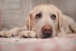Señales de enfermedades cardíacas en los perros