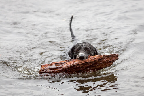 perro agua español 3