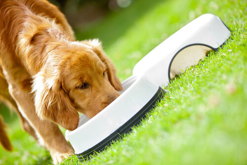 perro comiendo
