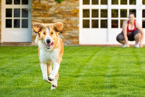 Consejos para que tu perro no se escape de casa