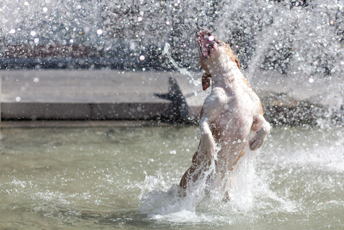 perro en agua