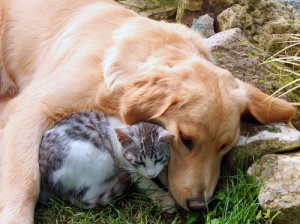 10 razas de perros que suelen llevarse bien con los gatos