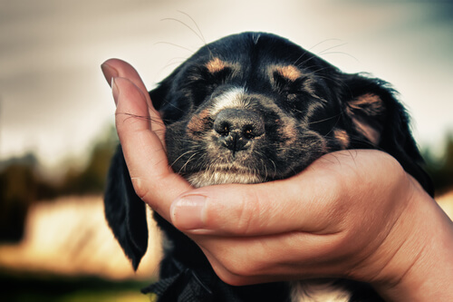 perro ojos cerrados