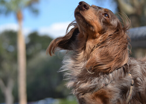 perro pelo