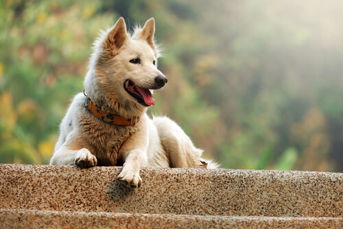 El comportamiento estereotipado en los perros