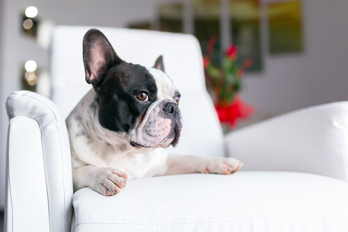 perro sofa