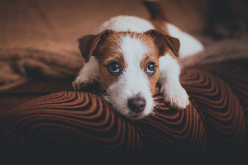 Lo que siente un perro cuando sus dueños salen de casa