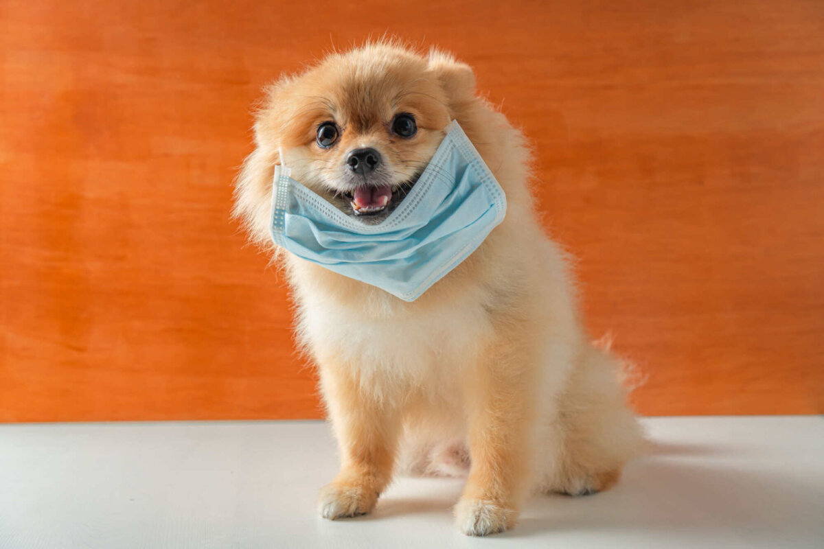 Perro de raza Pomerania utilizando mascarilla medica