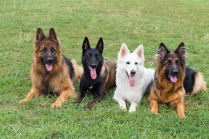 Cómo controlar las deposiciones del perro: regulación de esfínteres
