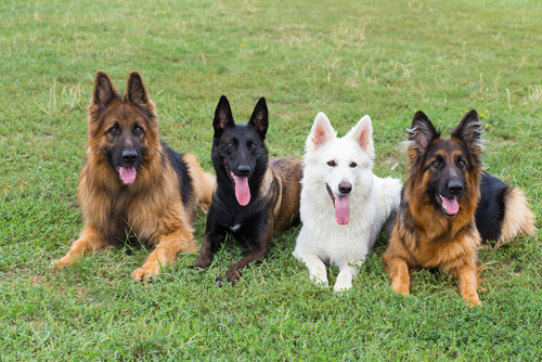 perros