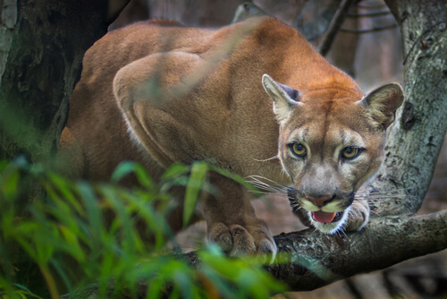 Puma: el depredador americano