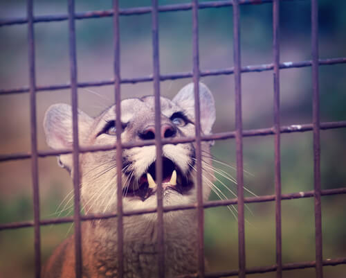 puma
