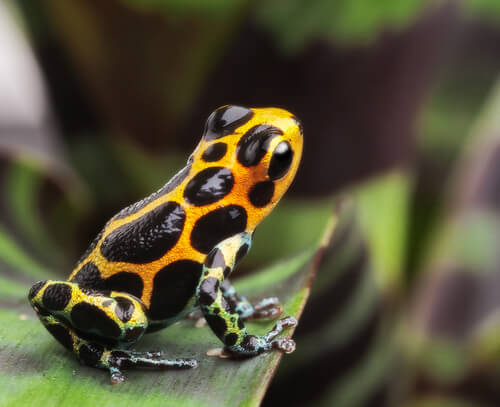 Rana venenosa