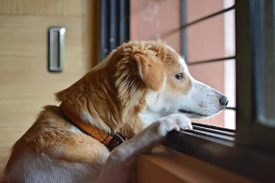 Lo que siente un perro a veces es desconocido para sus dueños.