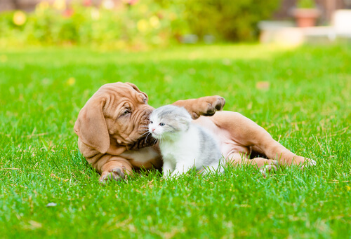 La esterilización de perros y gatos: evita nacimientos indeseados