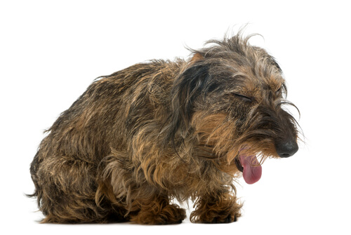9 remedios caseros para la tos en los perros