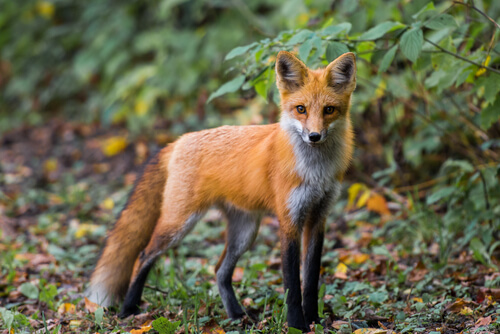 Es tan peligroso el zorro? — Mis animales