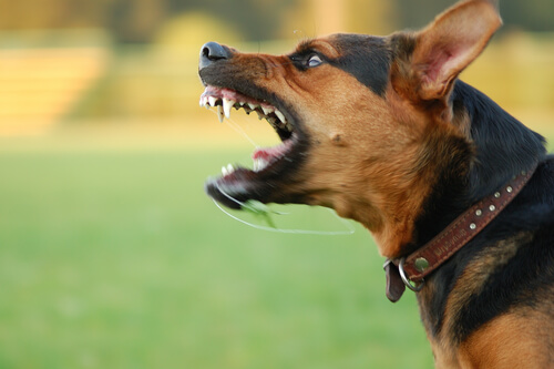 agresividad en perros