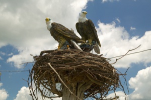 Un águila no abandona su nido durante tormenta para cuidar de los huevos -  Mis Animales