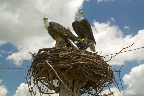 Un águila no abandona su nido durante tormenta para cuidar de los huevos