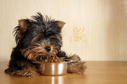 Cómo es correcto alimentar a perros de raza pequeña