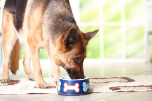 Alimentación para perros a partir de 7 años
