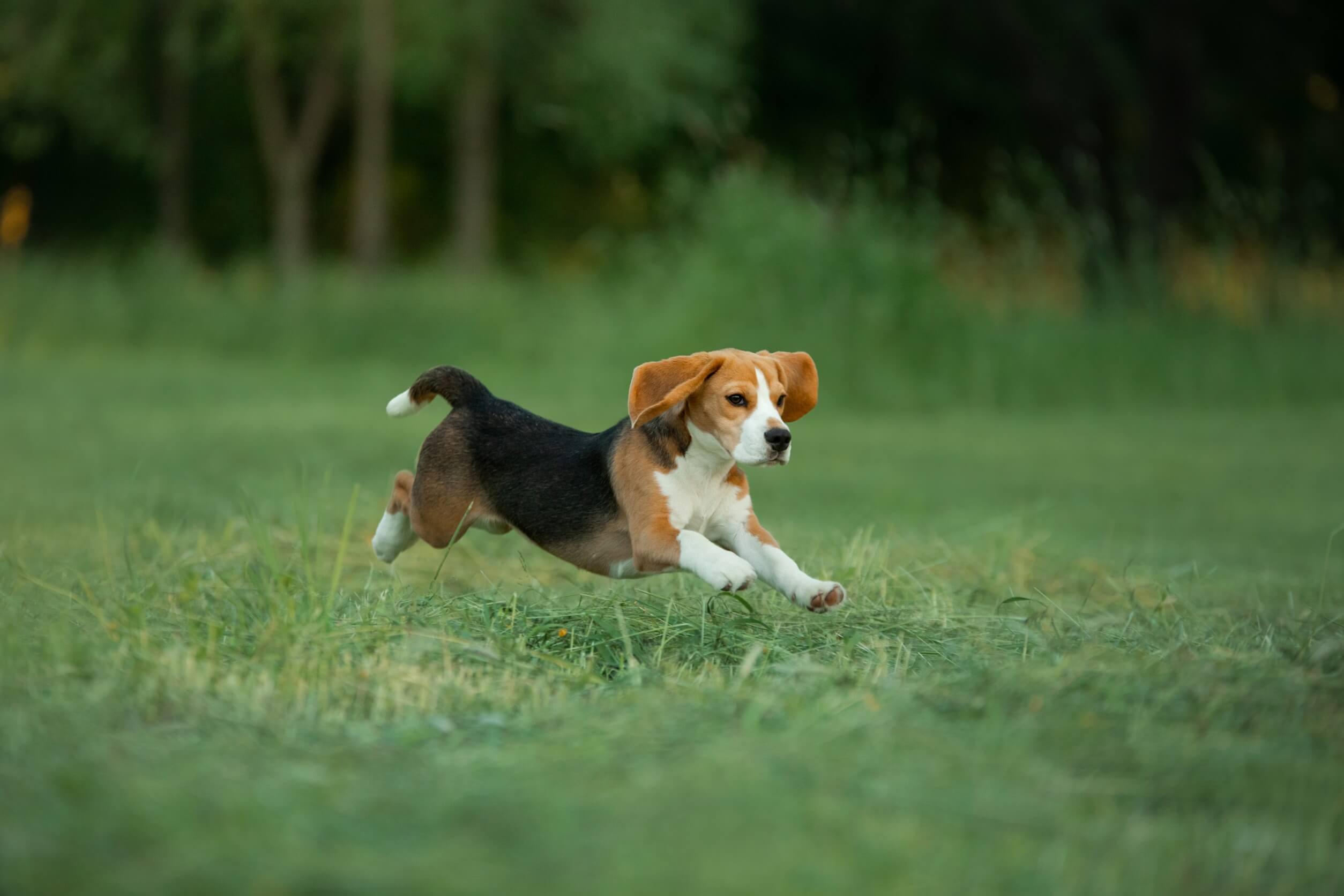 Energía de los beagles