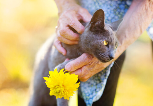 ¿Qué beneficios aportan los gatos a la salud?