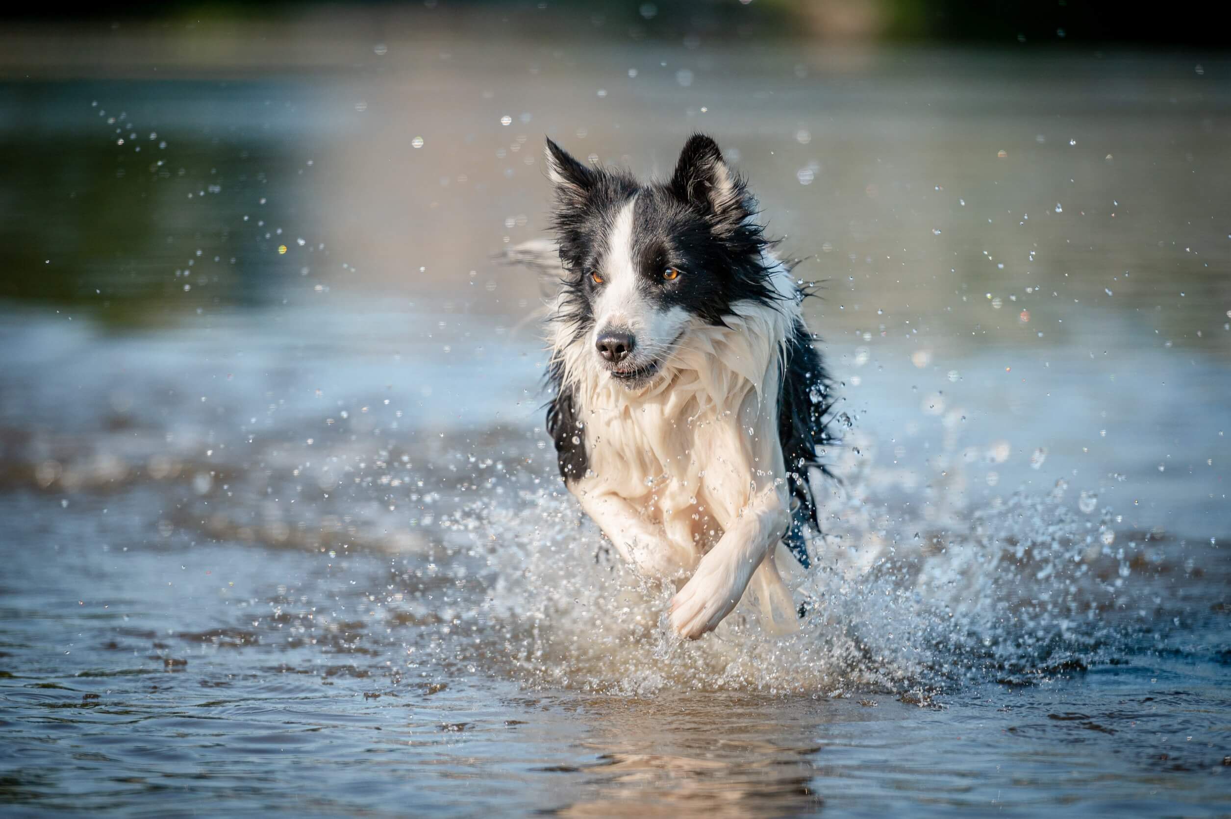 Border collie, una raza con gran energía