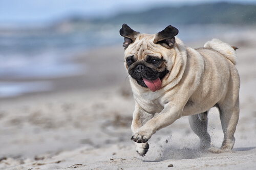 La zara de perro Pug proviene de China