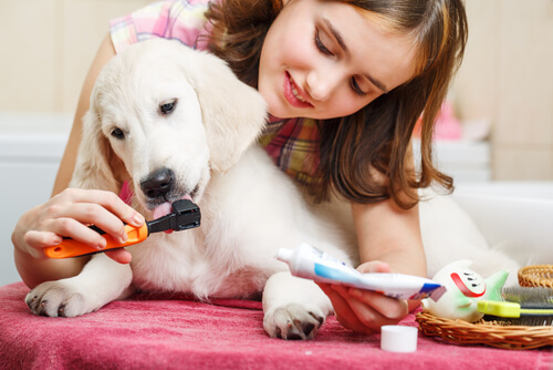 Woman brushing a Golden Retriever puppy's teeth