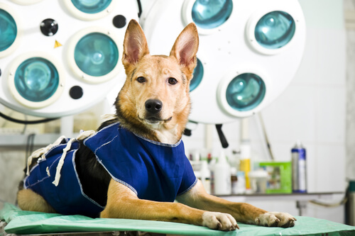 Atrevimiento flota Concesión Cuidados de la perra después de la cirugía de esterilización - Mis Animales