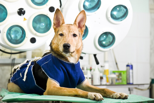 Cirugía de esterilización