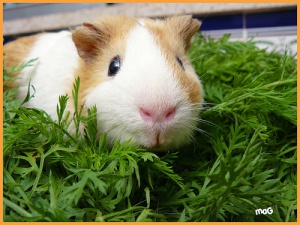 Diferencias entre jerbos y cobayas