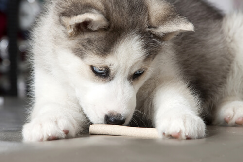 comida humana a perros