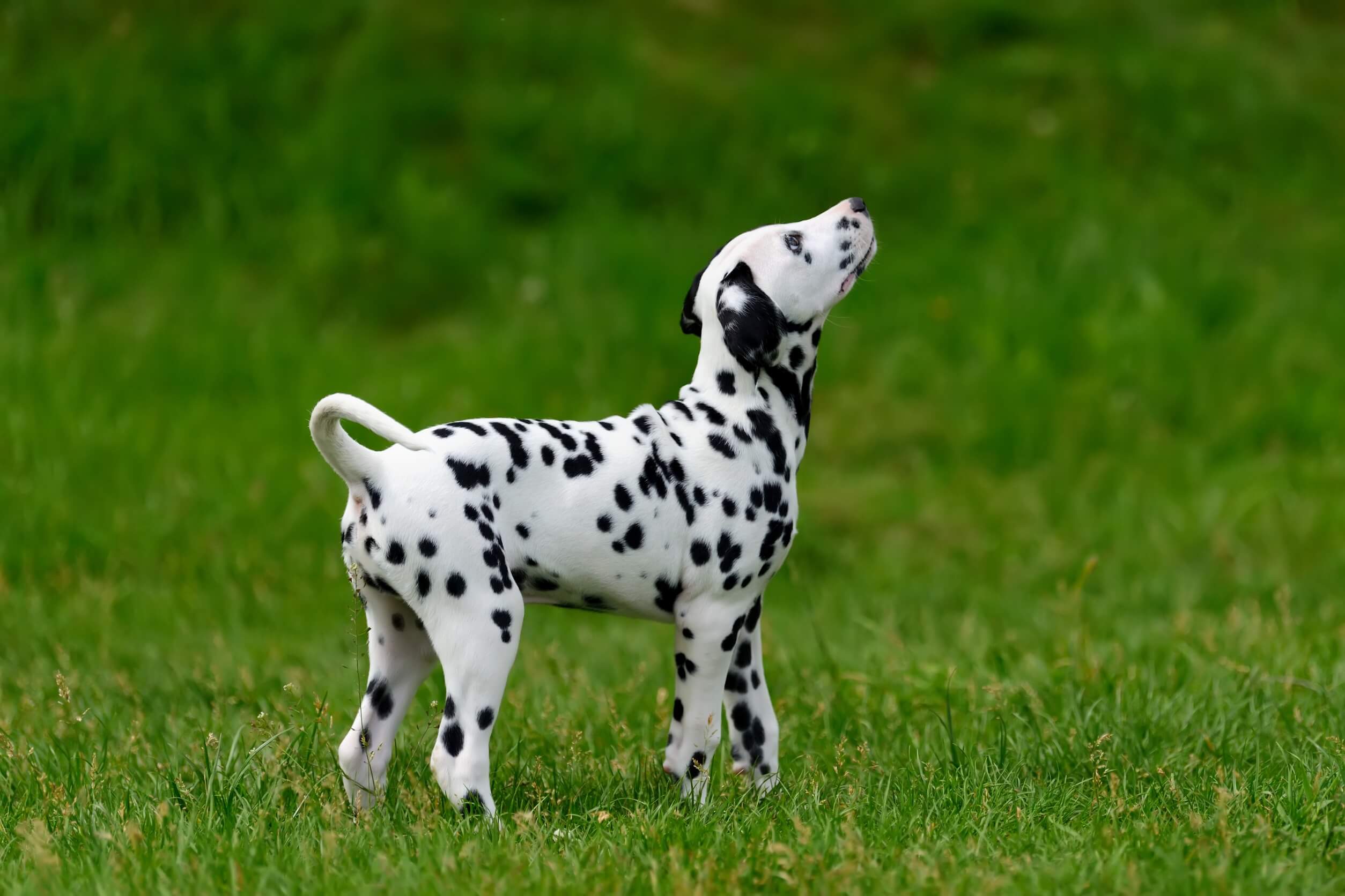 Dalmatian.
