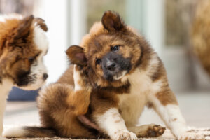 Dermatitis o irritación de la piel en perros