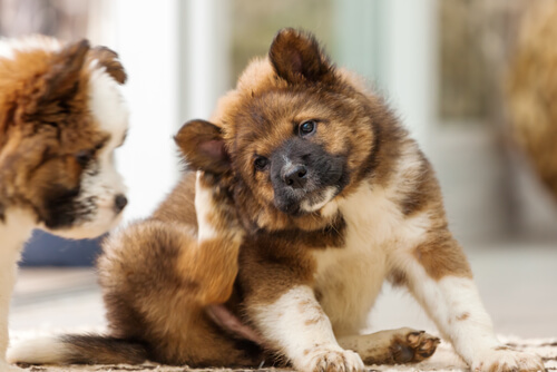 Dermatitis en perros
