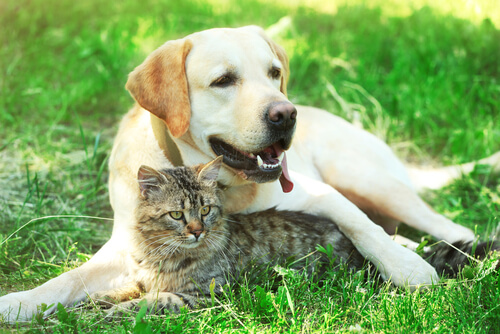 Tratamiento de la diabetes en perros y gatos