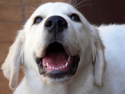 Cuidado de dientes en cachorros: información muy importante