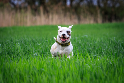 Perro dogo argentino.