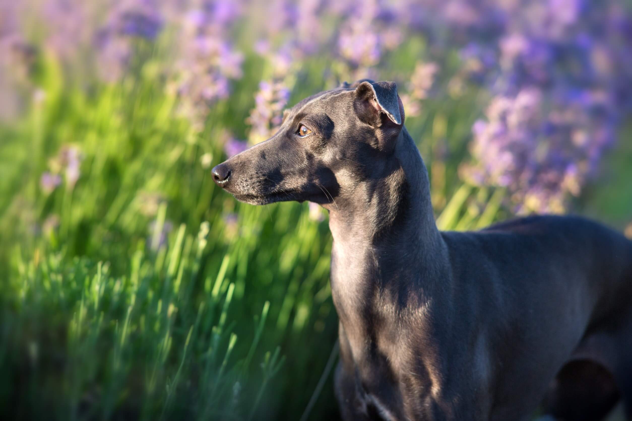 A greyhound.