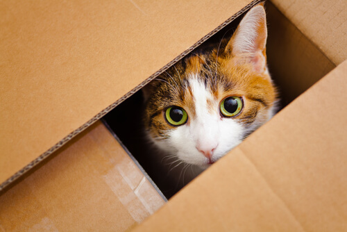 Gato en la caja