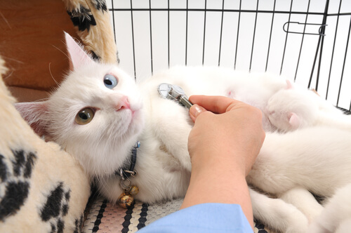 renkli gözlü, tasmalı, beyaz hasta kedi veterinerde