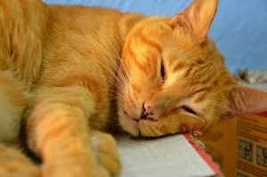 Qué hacer si tu mascota sufre una descarga eléctrica