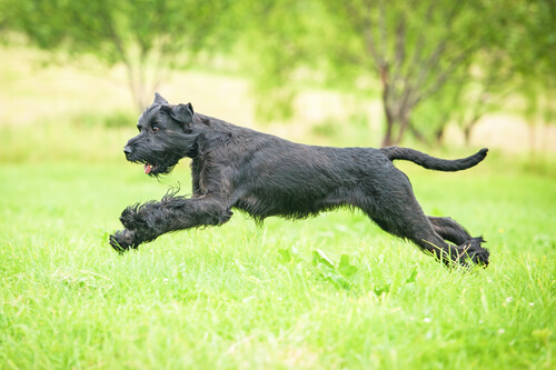 Consejos para los dueños de perros de raza gigante