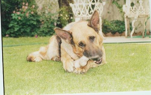 A German Shepherd enjoying a large bone.