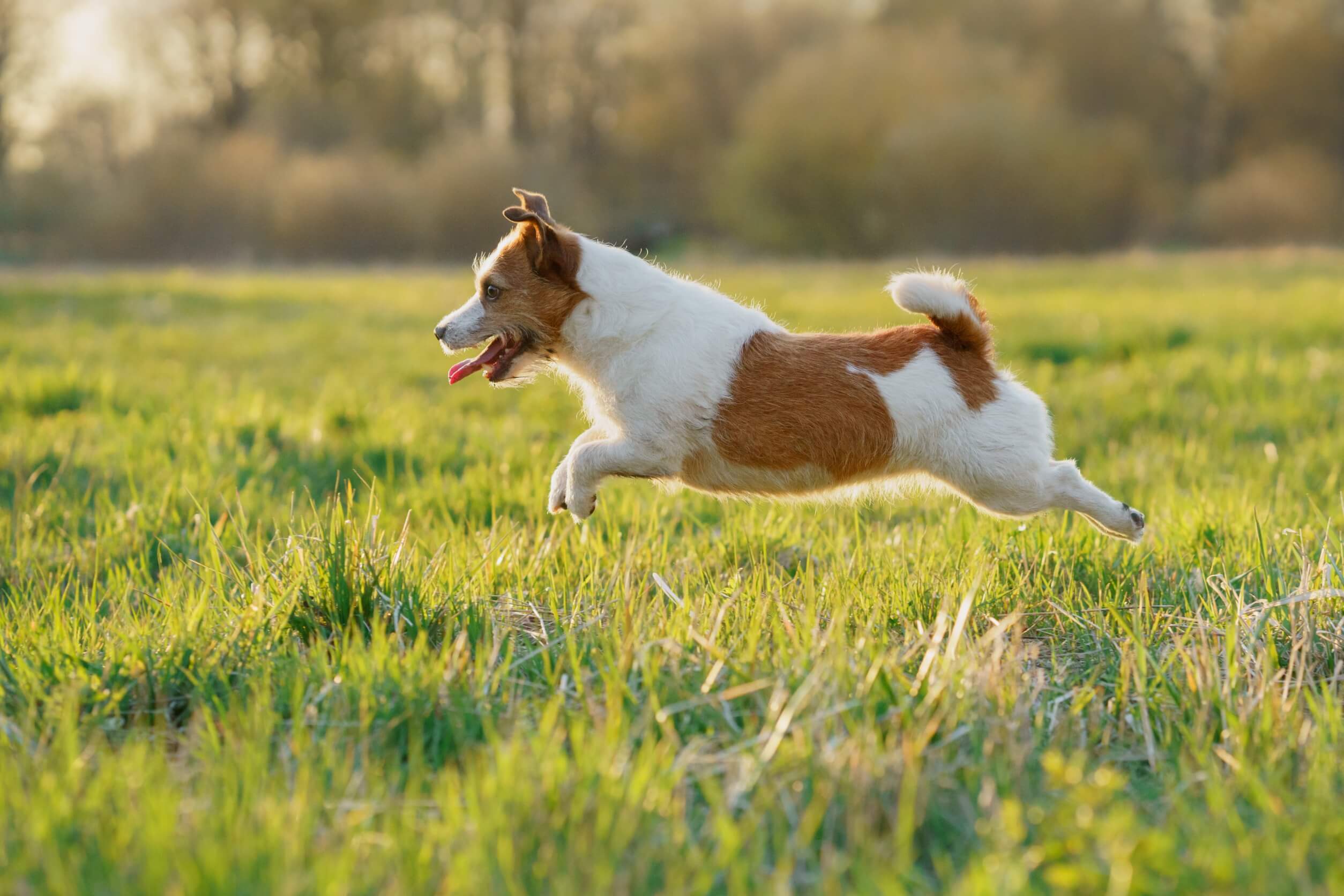 Energía del Jack Russell Terrier