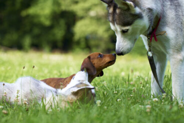 Problemas de malcriar al perro