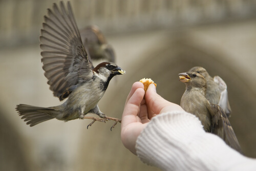 pajaros comiendo